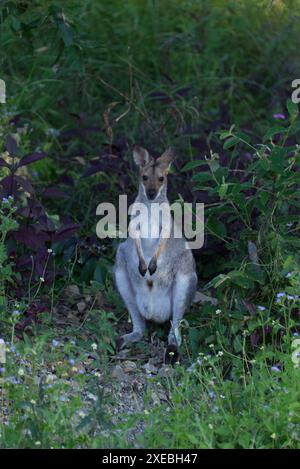Rothals - Bennetts Wallaby in einem grasbewachsenen Gebiet mit Wildblumen. Stockfoto