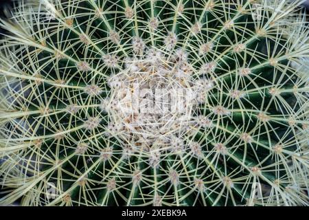 Kroenleinia grusonii Stockfoto