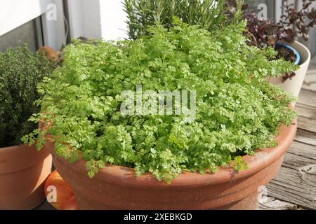 Anthriscus cerefolium, Gartenkerbel, Samen Stockfoto