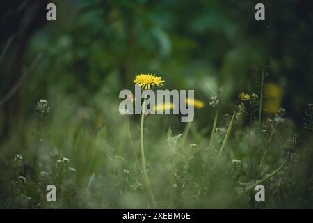 Grüne Wiese mit gelb blühenden Löwenzahn an einem Frühlingstag Stockfoto