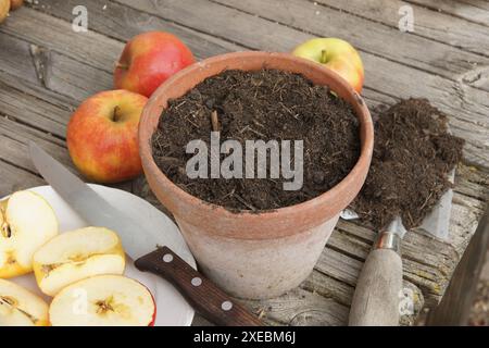 Malus domestica, Apfel, Erde in Topf geben Stockfoto