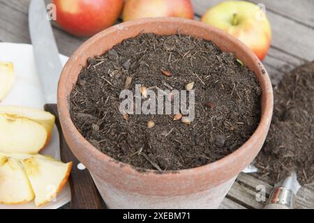 Malus domestica, Apfel, Samen auf den Boden legen Stockfoto