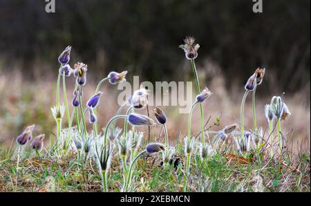 Östlichen Küchenschelle, Pulsatilla patens Stockfoto