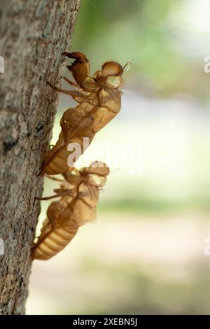 Hauthülle von Sing cicada auf Baumstamm. Stockfoto