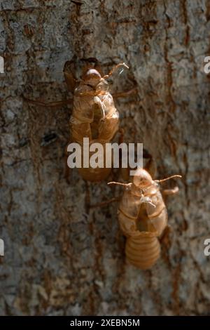 Hauthülle von Sing cicada auf Baumstamm. Stockfoto