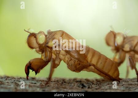 Hauthülle von Sing cicada auf Baumstamm. Stockfoto