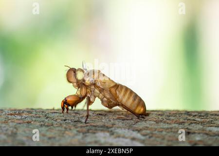 Hauthülle von Sing cicada auf Baumstamm. Stockfoto