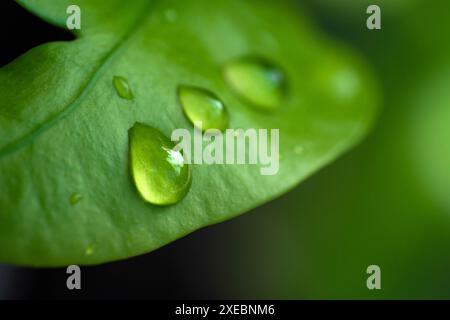 Wassertropfen auf grünem Blatt nach einem Regen. Stockfoto
