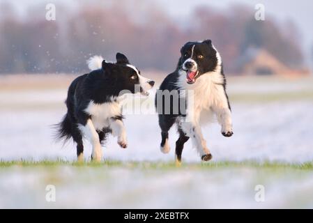 Hunde ausführen Stockfoto