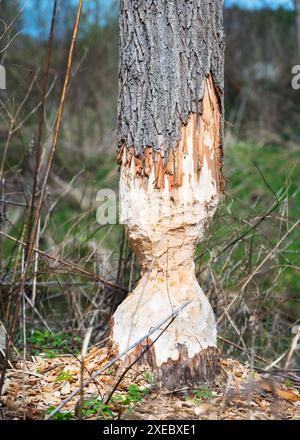 Stämme von Bäumen am Ufer des Sees, von einem Biber genagt und gefällt Stockfoto