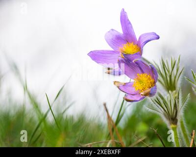 Frühlingsblühende Pulsatilla vulgaris lila Blüten auch bekannt als Pasque Flowers Stockfoto