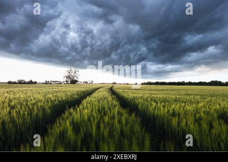 Gewitter – Dunkle, ominöse Sturmwolken über dem grünen Weizenfeld. Widrige Witterungsbedingungen. Klimawandel. Tapete Kraft der Natur. Dis Stockfoto