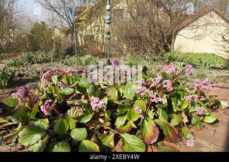 Bergenia crassifolia, winterblühende bergenia Stockfoto