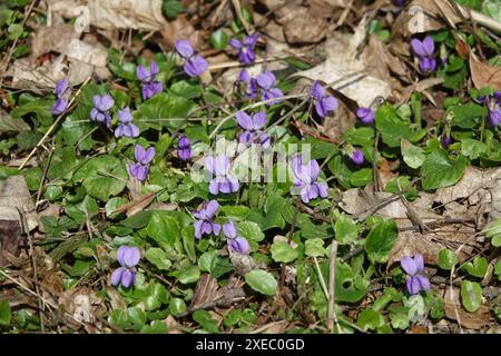 Viola Odorata, wohlriechende Veilchen Stockfoto