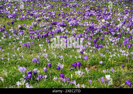 Krokusse auf der Wiese Stockfoto