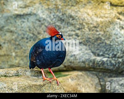 Haubenholz-Rebhühner-(Rollulus-Rouroul). Lebt in Südostasien Stockfoto