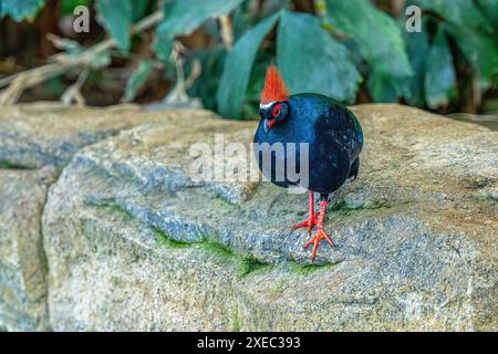 Haubenholz-Rebhühner-(Rollulus-Rouroul). Lebt in Südostasien Stockfoto