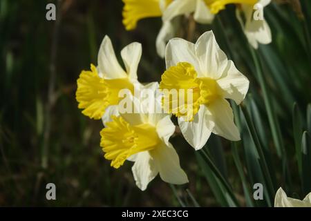 Narcissus pseudonarcissus, der Wilden Narzisse Stockfoto