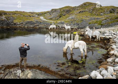 Die Skulptur Rising Tide von Pferden im Wasser, geschaffen vom Künstler Jason DeCaires Taylor, ca. 5 km vom Zentrum von haugesund, Norwegen. Stockfoto