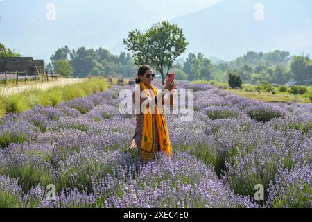 27. Juni 2024, Anantnag, Jammu und Kaschmir, Indien: Eine Frau macht ein Foto in einem Lavender-Feld in Sirhama, Südkaschmir Bijbehara. Die Lavendelzucht in Jammu und Kaschmir hat in den letzten Jahren aufgrund der hohen Gewinne, die sie erzielen kann, immer beliebter geworden. Lavendel ist aufgrund seines duftenden Öls, das in verschiedenen Produkten wie Seifen, Parfums und Kosmetika verwendet wird, eine wertvolle Pflanze. Der Bundesstaat Jammu und Kaschmir eignet sich aufgrund seines gemäßigten Klimas und des fruchtbaren Bodens gut für den Lavendelanbau. Lavendelzucht umfasst in der Regel den Anbau von Pflanzen in Reihen und die Ernte von Blumen von Hand. (C Stockfoto
