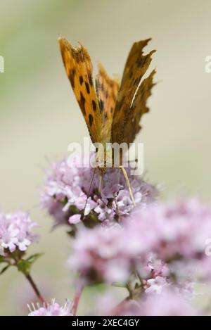 Komma-Schmetterling (Polygonia c-Album), der sich von Wildblumen ernährt. Stockfoto