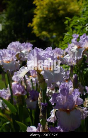 Iris Germanica Stockfoto