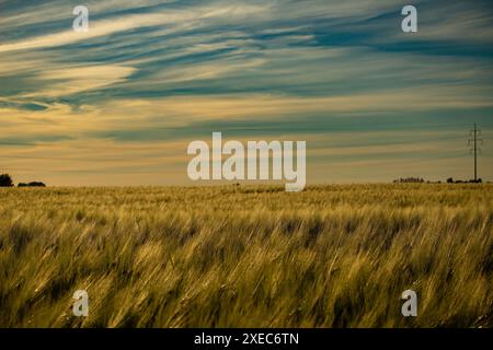 Wunderschöne Landschaft mit Sonnenuntergang über Weizenfeld im Sommer. Wunderschöner Weizen im Sommerfeld bei Sonnenuntergang. Stockfoto