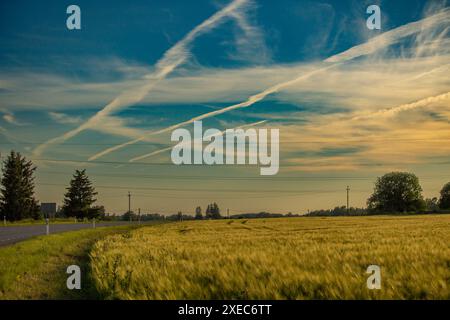 Sonnenuntergang über Landstraße in grünem Weizenfeld. Sommerwiese Stockfoto