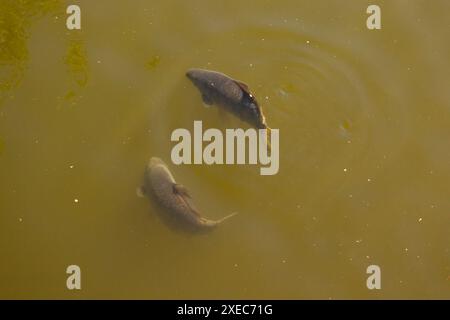 Karpfen schwimmen im Wasser des Stadtteiches. Eine Fischherde schwimmt im Teich. Stockfoto