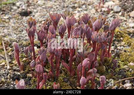 Paeonia officinalis, Pfingstrose Stockfoto