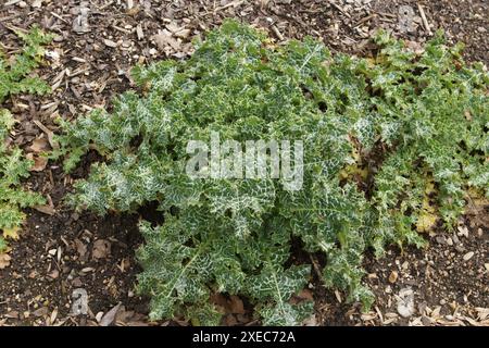 Silybum marianum, Mariendistel Stockfoto