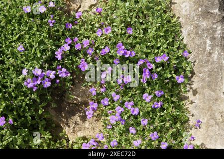 Aubrieta Pinardii, Pinards wallcress Stockfoto