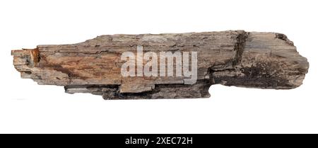 Seeschwalben Holzplanke isoliert auf weißem Hintergrund. Vorlagenmodell Stockfoto