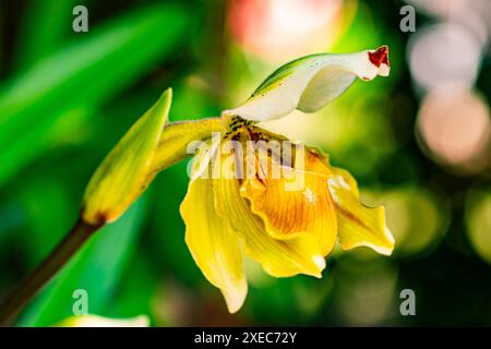 Nahaufnahme der blühenden Lady Slipper Orchideenblume. Stockfoto