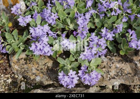 Primula marginata, Silberkerze Stockfoto