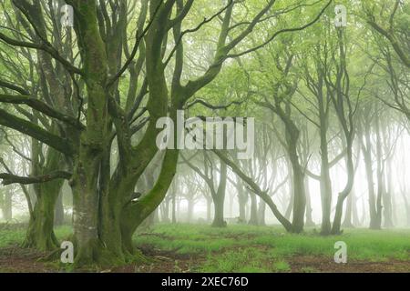 Laubbäume mit Frühlingslaub in einem nebeligen Wald, Cornwall, England. Frühjahr (Mai) 2019. Stockfoto