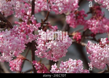 Viburnum Duftstoffe, Syn. Farreri, duftendes Viburnum, Biene Stockfoto