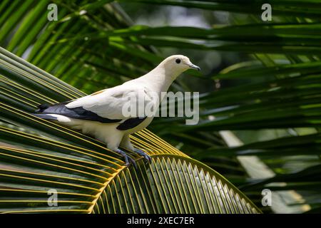 Pied Imperial Fruit Pigeon - Ducula bicolor, schöne gelbe Taube aus indonesischen Wäldern und Wäldern, Sumatra. Stockfoto