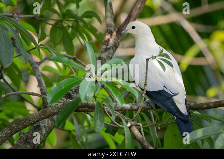 Pied Imperial Fruit Pigeon - Ducula bicolor, schöne gelbe Taube aus indonesischen Wäldern und Wäldern, Sumatra. Stockfoto