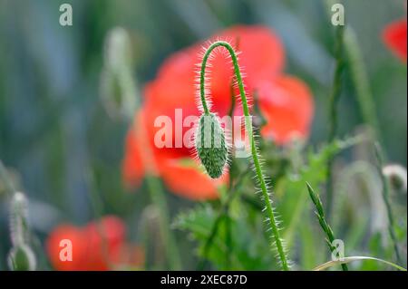 Rotfeldmohn (Papaver rhoeas), der am Rande eines Gerstenfeldes wächst. Ungeöffneter Bud. Juni, Kent, Großbritannien Stockfoto