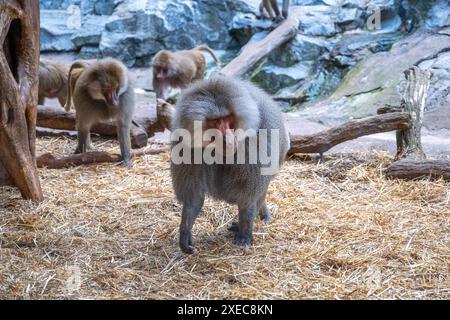 Eine Truppe von Pavianen nimmt an verschiedenen Aktivitäten auf einem felsigen Gehege Teil, wobei einer im Vordergrund deutlich sichtbar ist. Zoo von Skansen, Stockholm, Schweden Stockfoto