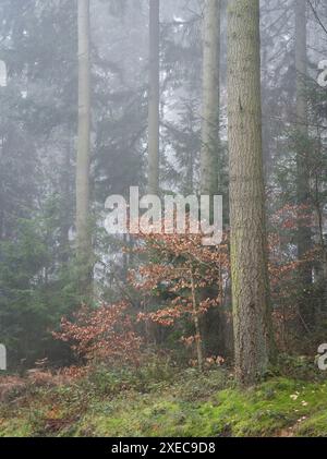 Mortimer Forest in der Nähe von Ludlow, Shropshire, Großbritannien Stockfoto