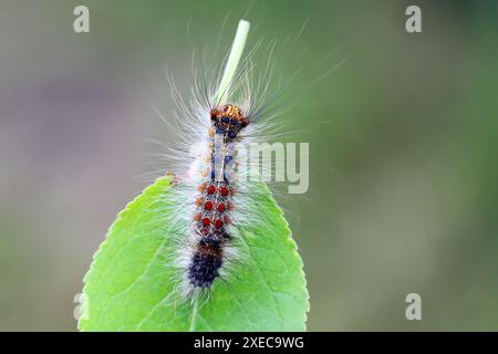 Raupe von Lymantria dispar, auch bekannt als Zigeunermotte oder die schwammige Motte auf einem Pflaumenblatt. Stockfoto