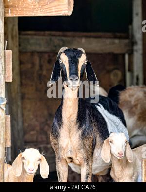 Kreuzbrüchige Ziegendreh mit zwei Kindern in der Tür eines hölzernen Tierheims Stockfoto