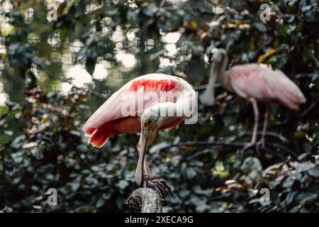 Ein Rosenlöffelschnabel blickt neugierig auf, sein einzigartiger Schnabel ist vor grünem Laub gesetzt, ein Spritzer Rosa im Grün. Stockfoto