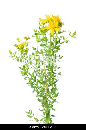 Johanniskraut Blumen isoliert auf weißem Hintergrund. Hypericum-Blüten aus nächster Nähe. Pflanzliche Medizin. Beschneidungspfad Stockfoto