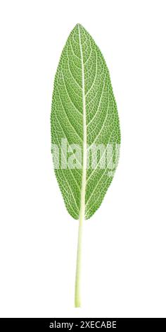 Frisches Salbeiblatt isoliert auf weißem Hintergrund. Salvia Officinalis Blätter. Heilkraut und kulinarisches Kraut. Beschneidungspfad Stockfoto