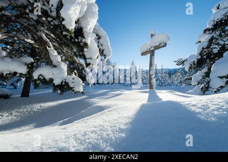 Majestätischer Kiefernwald im Sonnenlicht auf den Snowy Mountains. Stockfoto