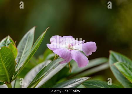 Impatiens sodenii, blühende Pflanzenart der Familie Balsaminaceae. Departement Cundinamarca, Kolumbien Stockfoto