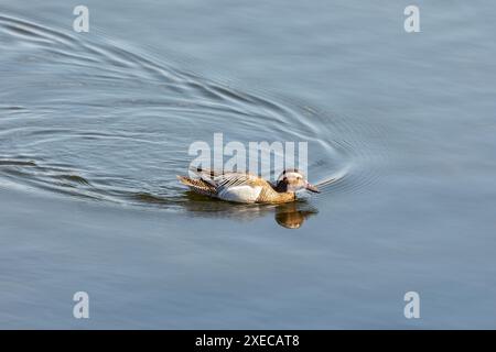 Garganey (Spatula querquedula), kleine Dabbling Ente. Europäische Vogelwelt, Tschechische republik Stockfoto